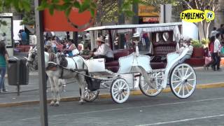 Las Calandrias son un símbolo y una postal turística permanente de Guadalajara Jalisco [upl. by Hagan855]