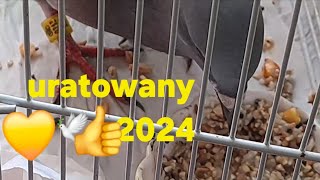 Gołąb Pocztowy Uratowany Icz💛 gołębie pigeon taube ewak7702 [upl. by Esinaej]