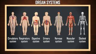 Overview of the 7 Human Organ Systems  organ system  organ systems of the human body [upl. by Jewell346]