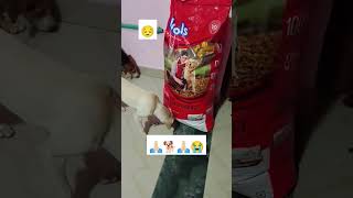 Bahut yaad aati hai chinki meri bachi 😭🐕🙏🏻 please subscribeyt nikki ytshort streetdog chinki [upl. by Retsevlis]