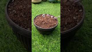 Useful tips for succulents 🪴 suculentas 다육이들 多肉植物 garden [upl. by Zerk]