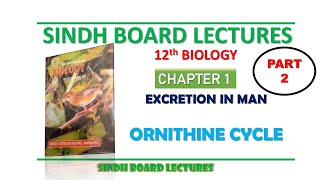 Ornithine Cycle  Deamination amp Urea Formation  Part 2 Excretion in Man  12th Biology Sindh [upl. by Oiramat192]