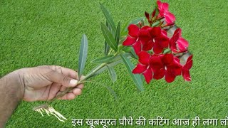 How to grow oleander from cuttings easy way with full update [upl. by Naejarual]