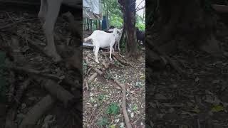 Goats eating pouteria lucuma leaves goatfarming goatlovers goatlife provincelife happylife [upl. by Halverson332]