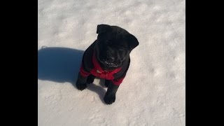 Puppy beast mix Shiba Inu with Shar Pei [upl. by Andrews]