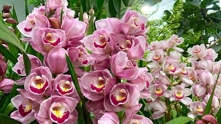 CYMBIDIUM ORCHIDS [upl. by Given117]