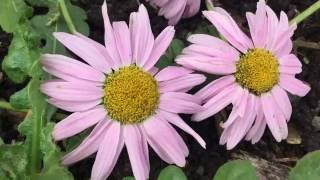 Argyranthemum frutescens Marguerite daisy flowers argyranthemum frutescens daisy marguerite [upl. by Laehcym]