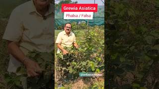 Phalsa Falsa  Grewia Asiatica Tropical Superfruit  फालसा स्वादिष्ट फल के अद्भुत स्वास्थ्य लाभ [upl. by Sliwa]