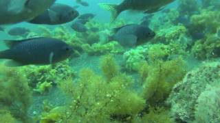 Spearfishing Baja California 2010 [upl. by Zoa]