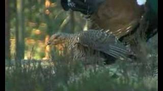 Capercaillie display [upl. by Elcin346]