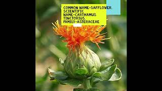 Safflower Carthamus tinctorius safflower thegreenworldstudy [upl. by Arayc]