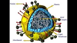 PARAMYXOVIRIDAE [upl. by Marjie]