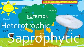 Autotrophic Heterotrophic and Saprophytic Nutrition  CSEC BIOLOGY TCP [upl. by Suzy]