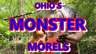 OHIO MOREL MUSHROOMS MAY 16TH 2020 [upl. by Asilenna]