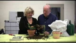 Digging with Doug How to create ivy topiary [upl. by Zaid337]