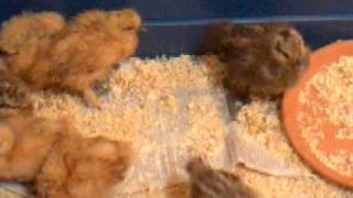 4 week old silkie chicks [upl. by Dietz]