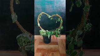 Njoy Pothos Revival 40 Days of Cutting Propagation Success [upl. by Arvy]