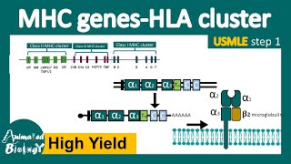 Dominant Alleles vs Recessive Alleles  Understanding Inheritance [upl. by Germano925]