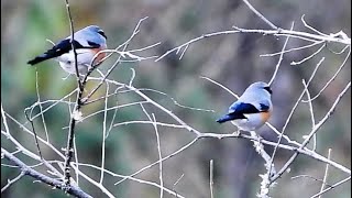 Greyheaded Bullfinches  M amp F  Bird  Bird Watching  Wildlife  Walong  Arunachal Pradesh [upl. by Atekehs]