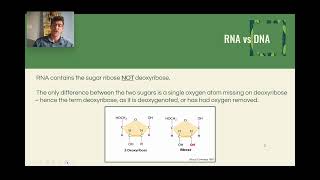 13  DNA Function Transcription [upl. by Carpet]