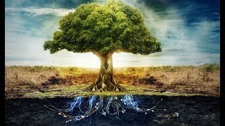 The Tree Of Life  The Best Documentary Ever [upl. by Neyuh]