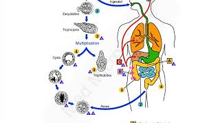 Entamoeba histolytica lecture [upl. by Enrico421]