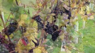 2016 Harvest at Gusbourne [upl. by Llehsad]