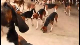 HARLEM SHAKE CHEVERNY HUNTING DOGS [upl. by Darice959]