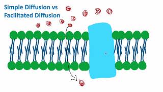 Simple Diffusion vs Facilitated Diffusion  Cell Biology  Biology [upl. by Notserc]