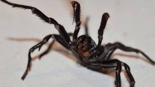 TOP 10 SCARIEST SPIDERS IN THE WORLD [upl. by Anah]