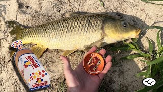 New  Rodless Reel   Site fishing for Carp with Bread  Handline Fishing [upl. by Dorice]