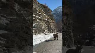 The Worlds Most Beautiful Alpine Goat  Italy Dolomites [upl. by Tennes]