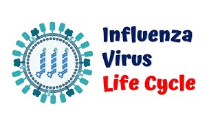 Influenza virus life cycle  Flu virus  4K Animation video [upl. by Brandt934]