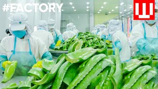 How Natural Cosmetics Is Made  Organic Cosmetic Factory Tour [upl. by Fidelio273]