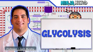 Metabolism  Glycolysis [upl. by Coridon118]