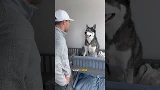 My dogs argue over the top bunk dog dogs husky huskies [upl. by Portingale]