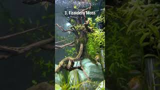 Christmas moss Flame moss and Fissidens moss fishtank aquarium aquascape [upl. by Killie276]