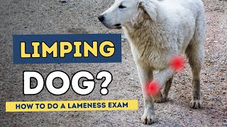 Lame Dog How To Do A Lameness Exam [upl. by Aneetsirhc]