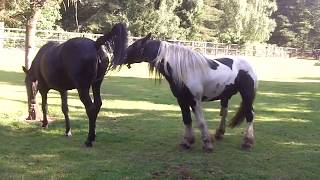 Stallion turned out with his mare and foal [upl. by Packston214]