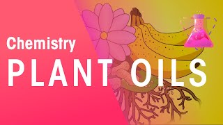 The Extraction Of Plant Oils  Organic Chemistry  Chemistry  FuseSchool [upl. by Carlye404]