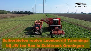 Suikerbieten rooien loonbedrijf Tamminga bij JW ten Rae Zuidbroek Groningen [upl. by Nawad]