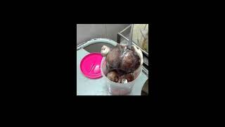 জরায়ু টিউমার  Uterus Tumor  Fibroid Uterus [upl. by Shir171]