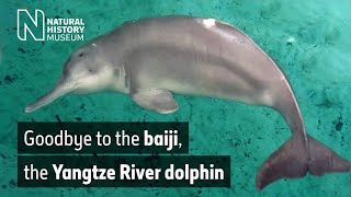 Goodbye to the baiji the Yangtze River dolphin  Natural History Museum Audio Described [upl. by Casilda117]