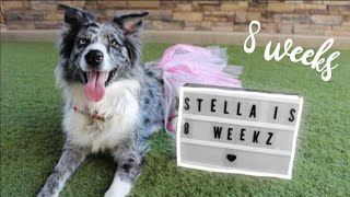 PUPPY SHOWER for PREGNANT AUSTRALIAN SHEPHERD  Stellas 8 WEEK UPDATE [upl. by Risley]