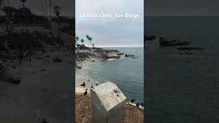 La Jolla cove 🌺viralvideo travel new video beach californiabeach lajolla [upl. by Ema]