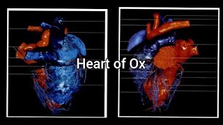 Heart of Ox  Angiology  ANATOMY by Dr Nidhi Gupta  NDVSU 1st Year Lecture [upl. by Erdman]