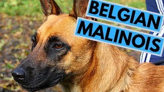 Belgian Malinois Dog Breed Info  Versatile Working Dog [upl. by Gus]