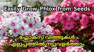 Grow Phlox from Seeds StepbyStep  Growing Hacks  Gardening in Malayalam  phlox petunia [upl. by Orva]