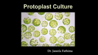 Protoplast culture [upl. by Willock]