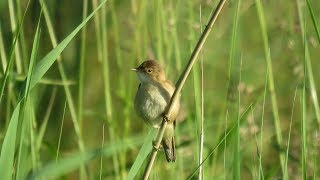 Teichrohrsänger Acrocephalus scirpaceus  Reed Warbler [upl. by Thibaut99]